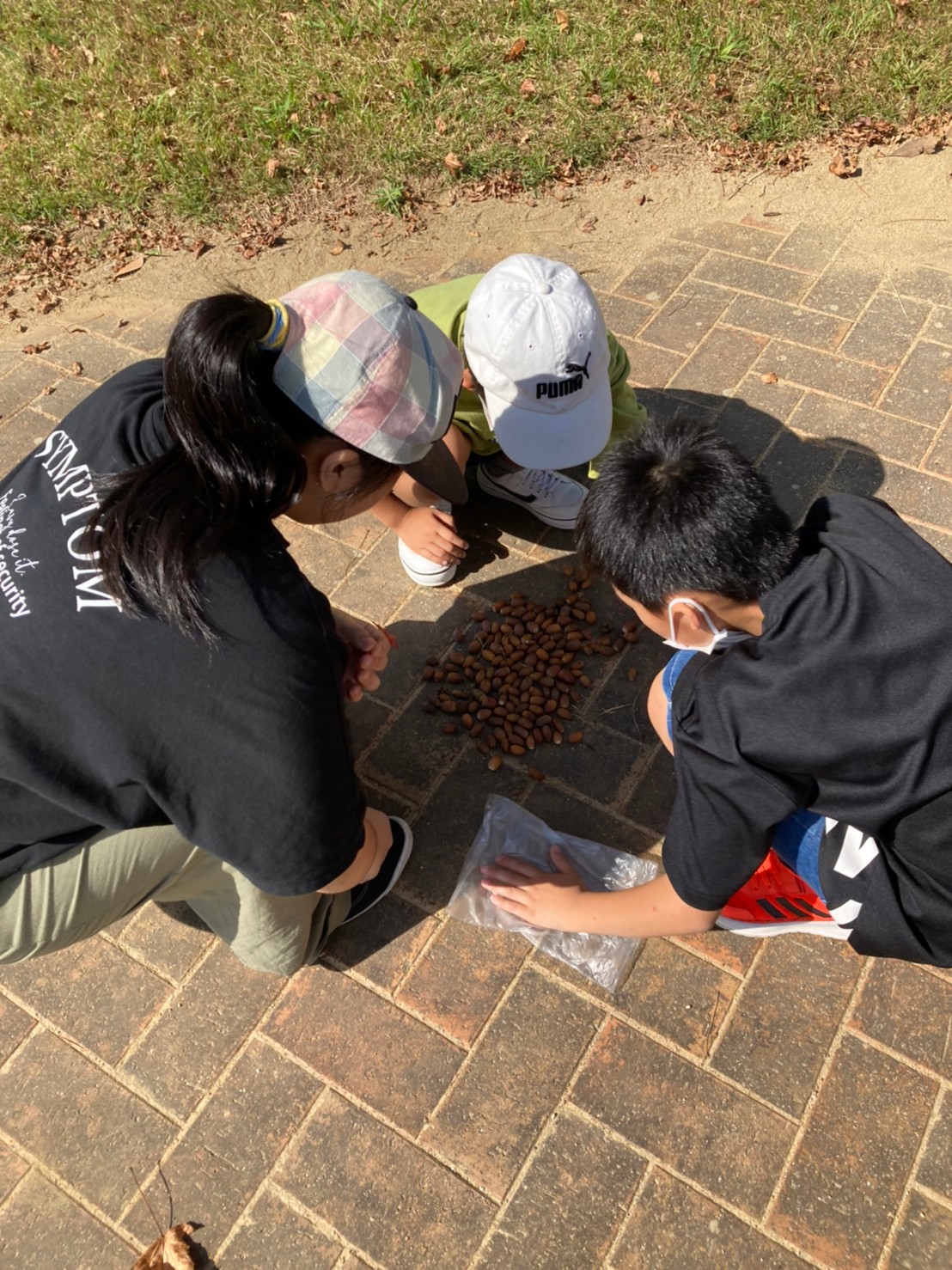 どんぐり沢山取れました！