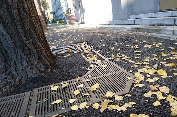 %e3%82%a4%e3%83%81%e3%83%a7%e3%82%a6%e3%80%80%e6%a0%b9%e4%b8%8a%e3%81%8c%e3%82%8a