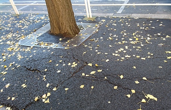 %e3%82%a4%e3%83%81%e3%83%a7%e3%82%a6%e3%80%80%e5%b7%a8%e6%9c%a8%e3%80%80%e3%81%b2%e3%81%b3%e5%89%b2%e3%82%8c