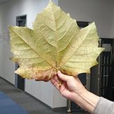 %e3%83%97%e3%83%a9%e3%82%bf%e3%83%8a%e3%82%b9%e3%81%ae%e8%91%89