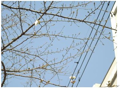 桜　咲いている