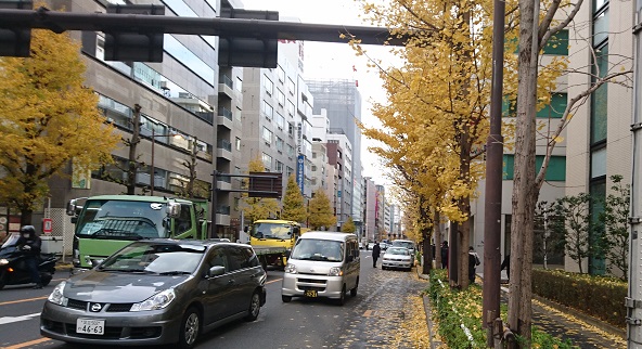 足元を見てごらん 古い街路樹伐採考 | フォーラムミカサ エコ