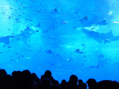 美ら海水族館