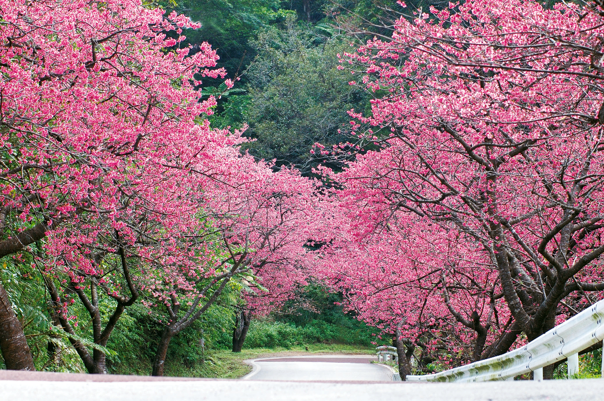Сакура самая. Японский сад цветение Сакуры. Япония дерево Сакура. Цветение Сакуры в Японии сады. Сакура Розанна.