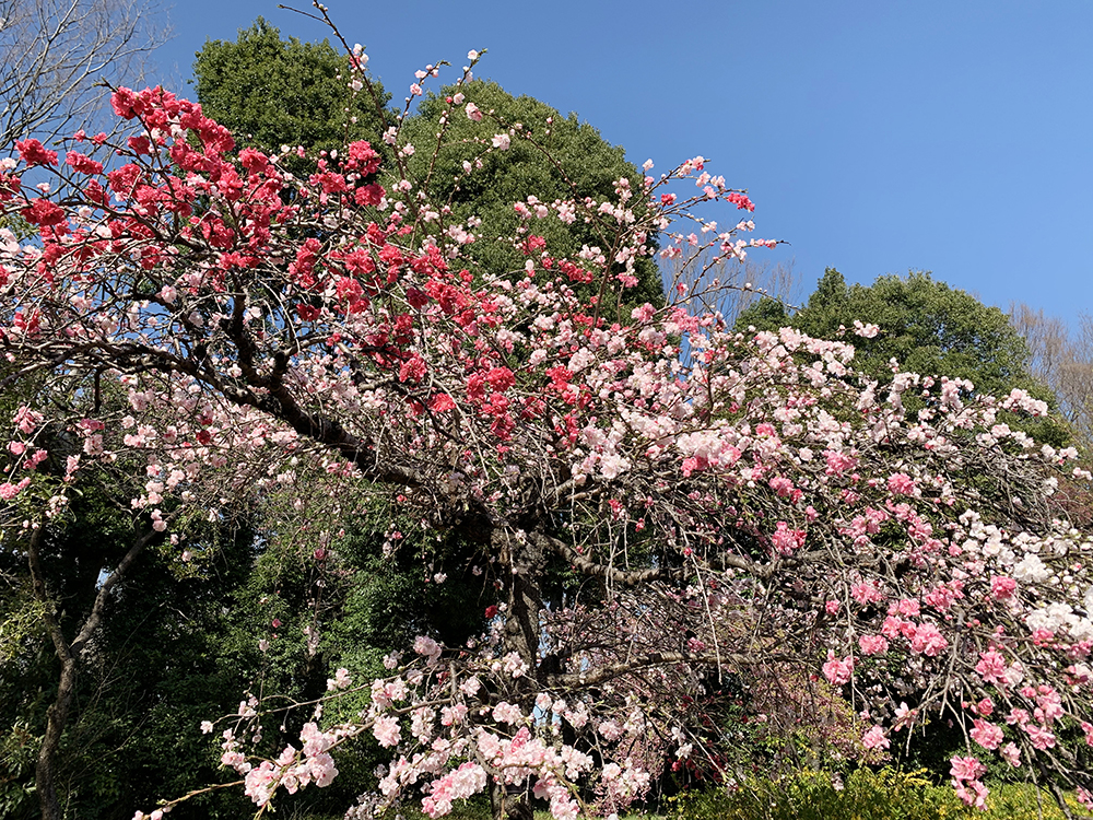 今年はご自宅でお花見 神代植物公園の桜が満開です 渋谷不動産エージェント