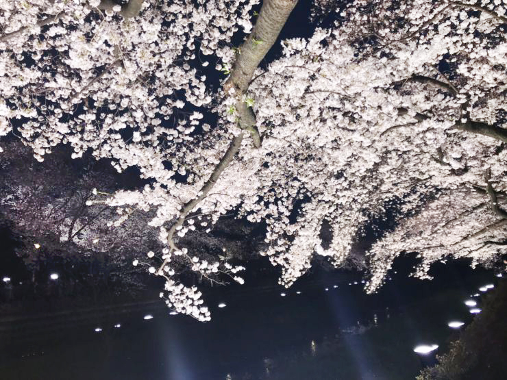 調布にもたくさんある 桜スポットをご紹介 渋谷不動産エージェント