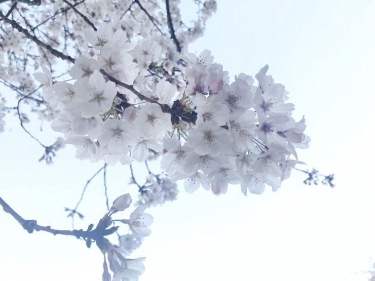 調布にもたくさんある 桜スポットをご紹介 渋谷不動産エージェント