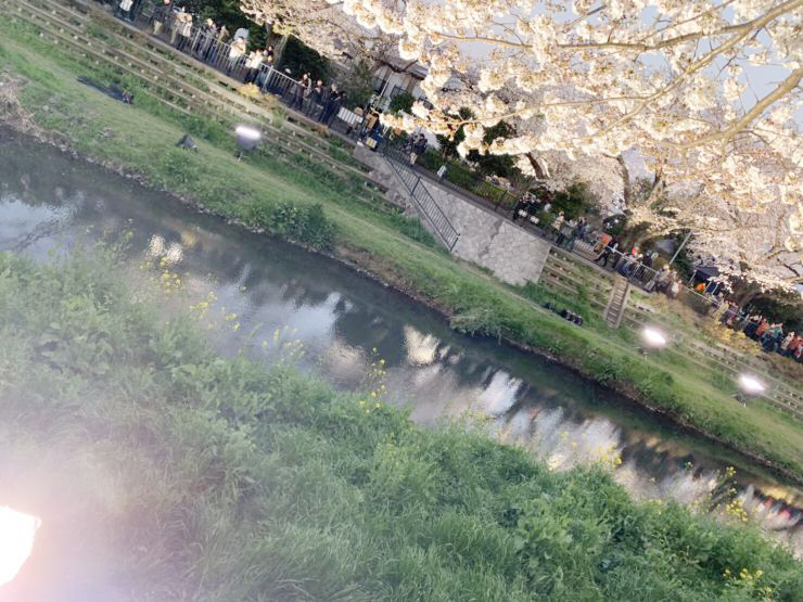 調布にもたくさんある 桜スポットをご紹介 渋谷不動産エージェント