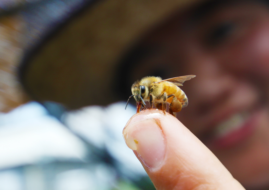 ミツバチ ってこんなに素晴らしい 深大寺養蜂園で学んできました 渋谷不動産エージェント