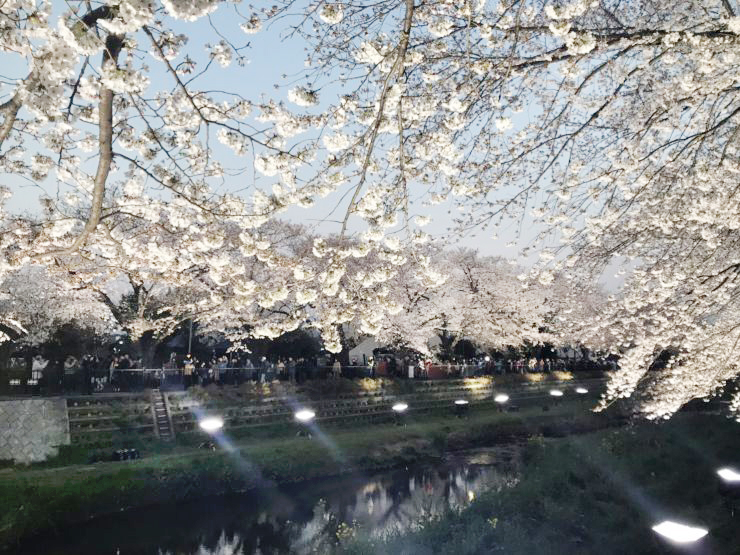 調布にもたくさんある 桜スポットをご紹介 渋谷不動産エージェント