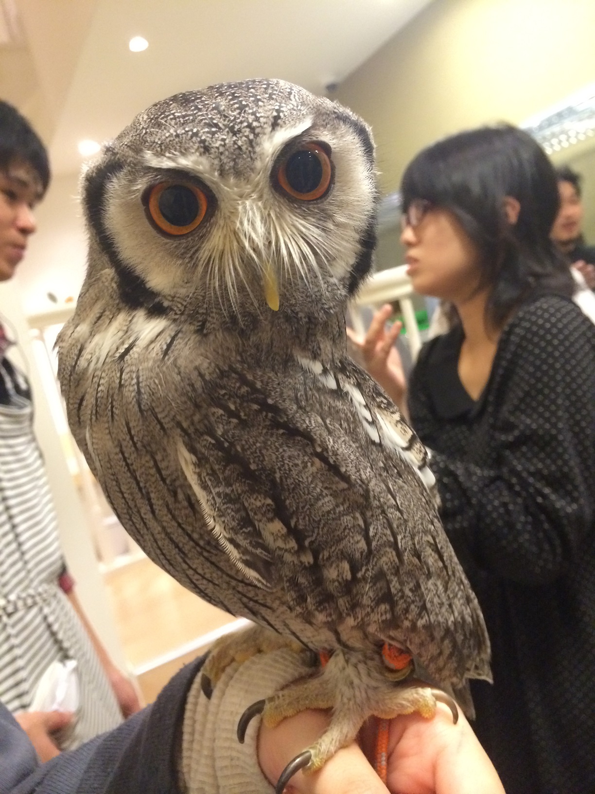 写真 2014-11-23 17 43 09