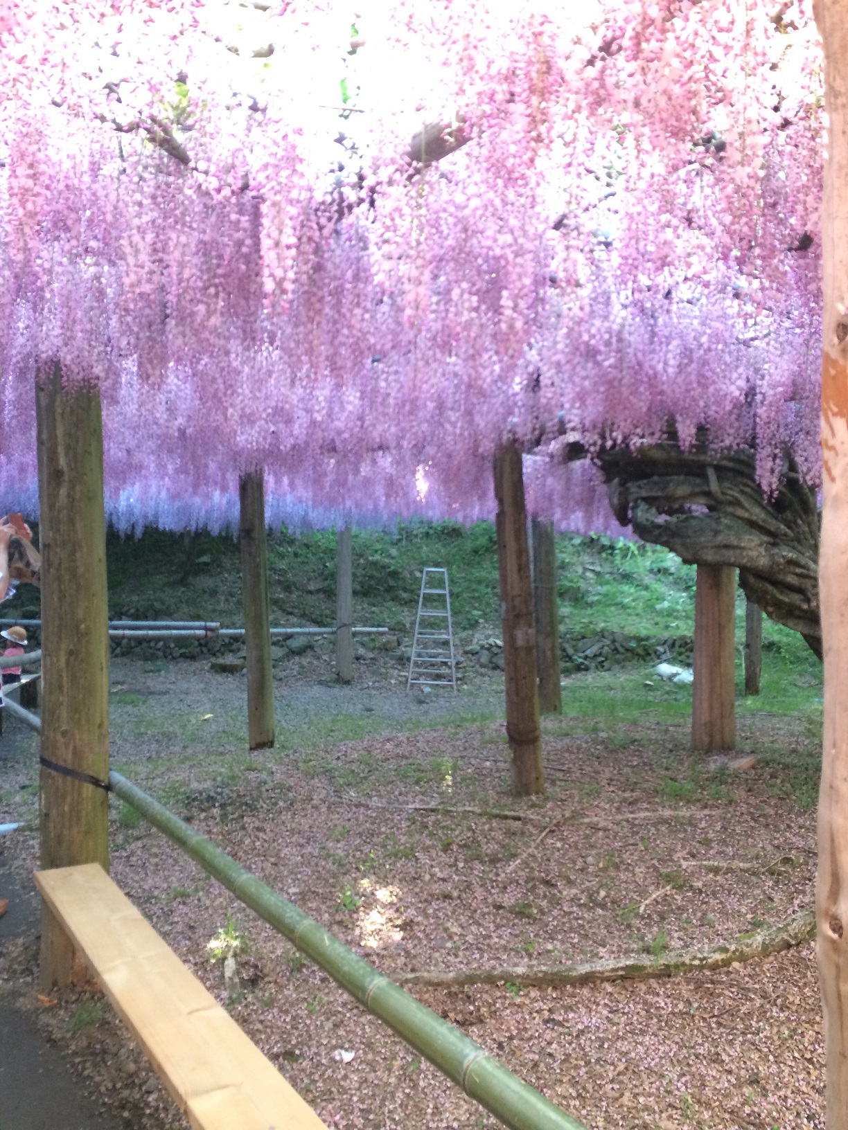写真 2015-05-05 16 04 29